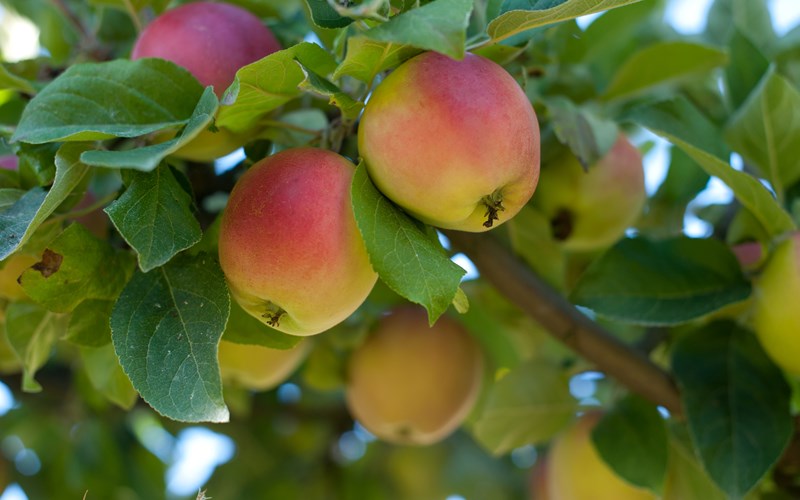 Norske epler på sitt beste