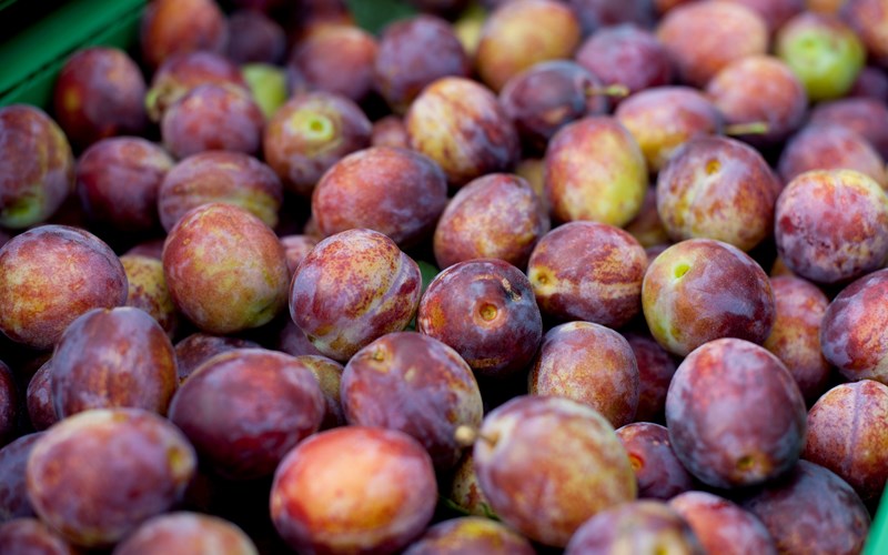 Rekordår for norske plommer