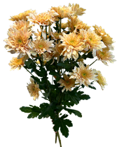 Krysantemum