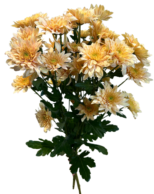Krysantemum