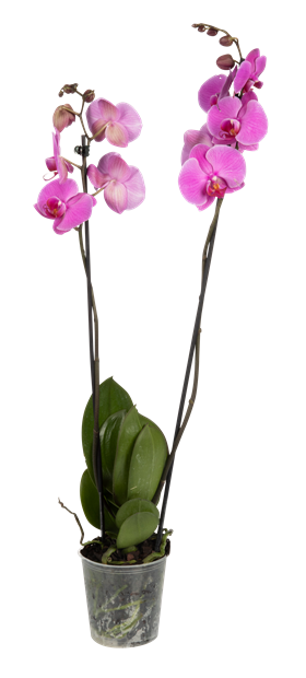 Blomst Orkide