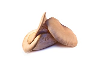Østerssopp