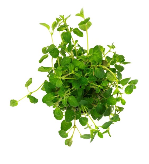Oregano