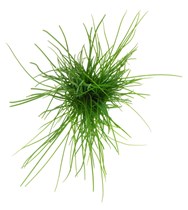 Gressløk