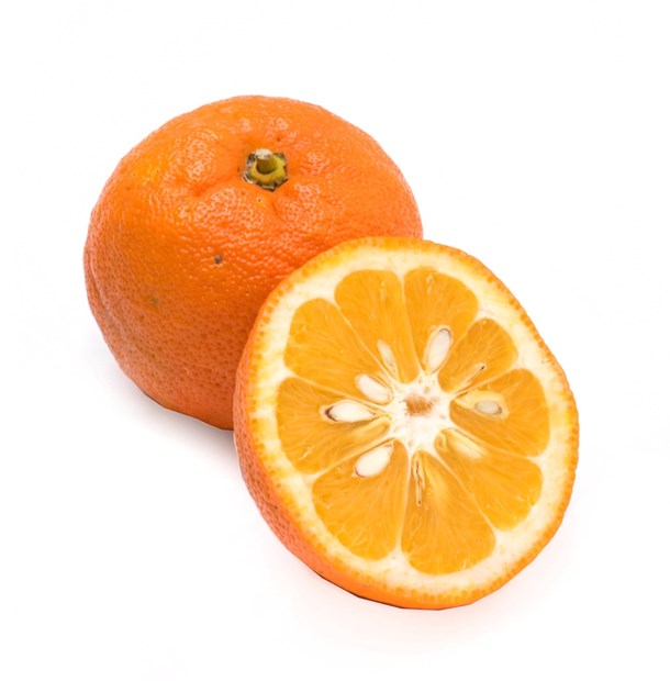 Bitter appelsin