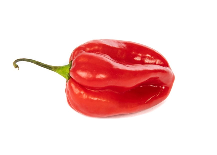 Habanero