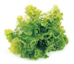 Rapidsalat
