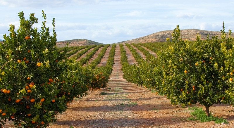 Klementin- og mandarinkalender