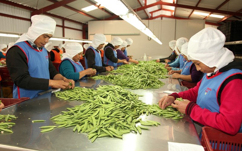 Hvordan sukkererter endret et lite lokalsamfunn