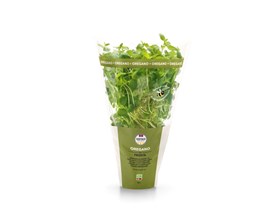 Oregano