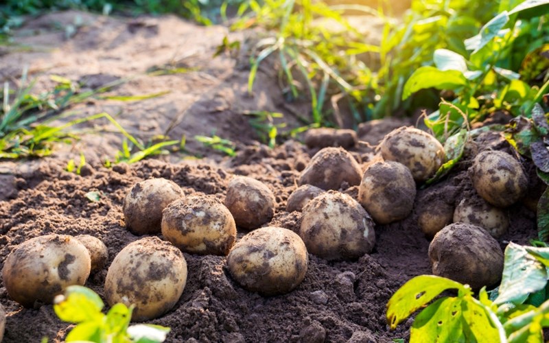 Nå er det enkelt å velge den beste poteten