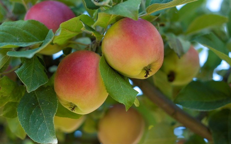 Kryssallergi: Pollen, nøtter, frukt og grønnsaker