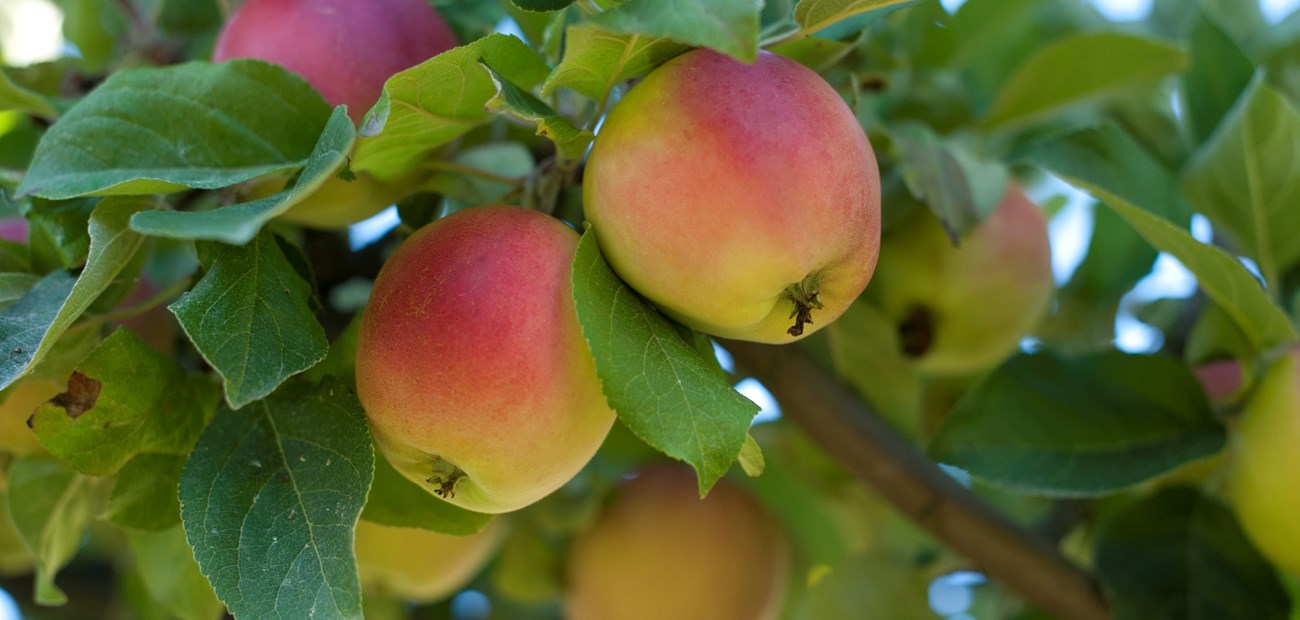 Kryssallergi: Pollen, nøtter, frukt og grønnsaker