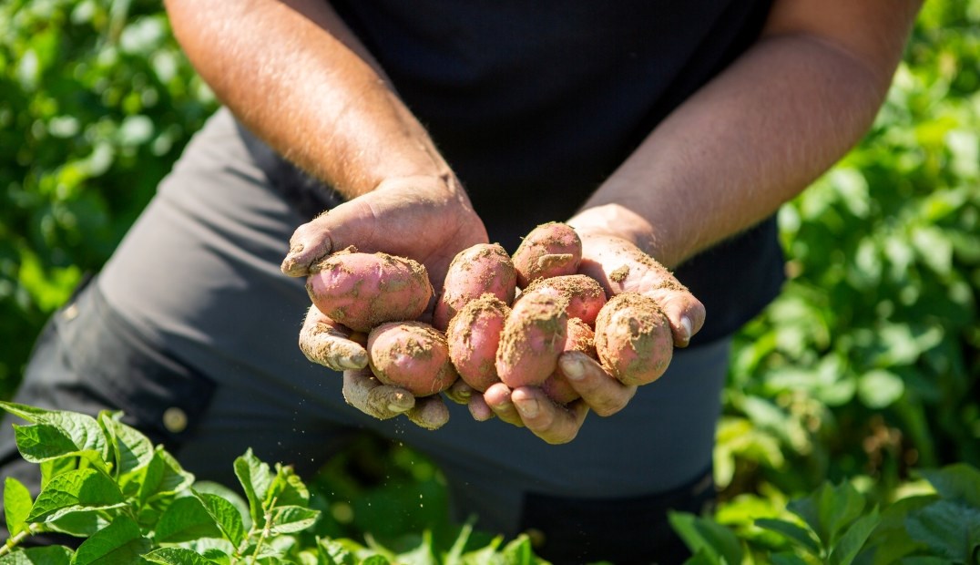 Du gjetter aldri hvor mange poteter det er i åkeren