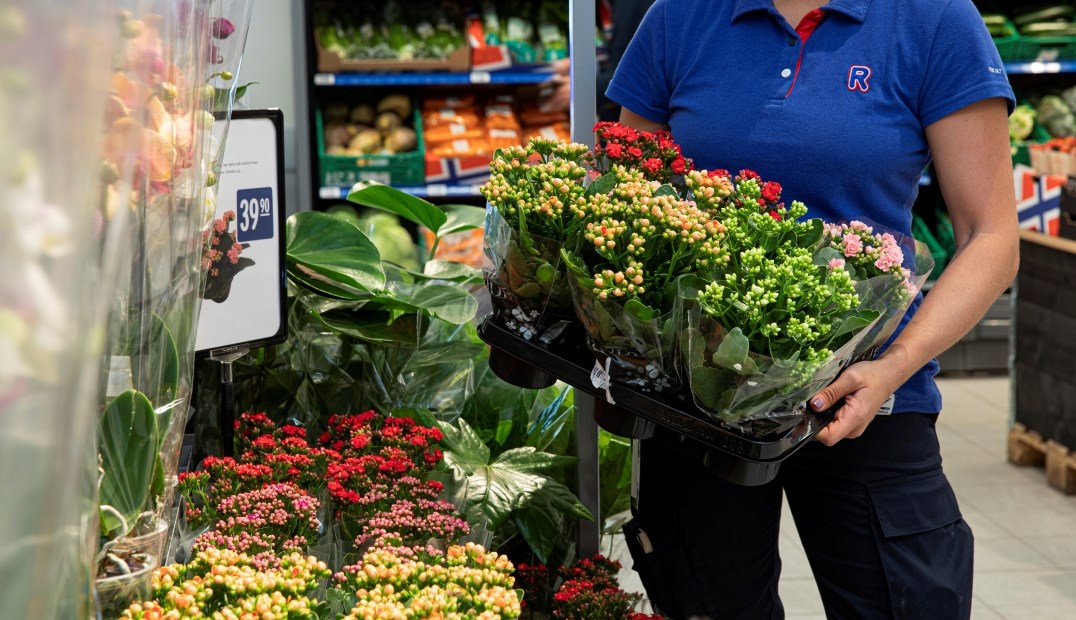 Ute etter en robust blomst med flotte farger?