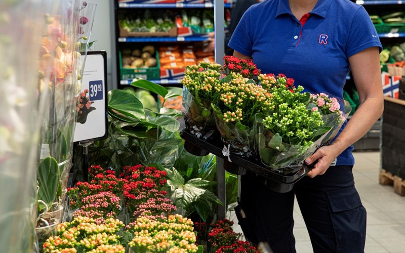 Ute etter en robust blomst med flotte farger?