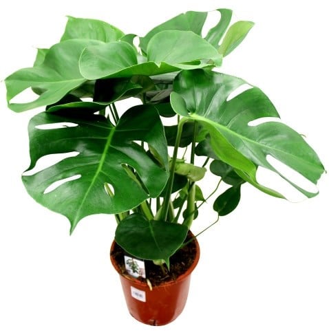Monstera   