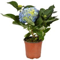 Hortensia