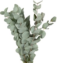Eukalyptus