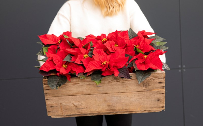 Julemagi med blomster