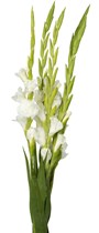 Gladioler