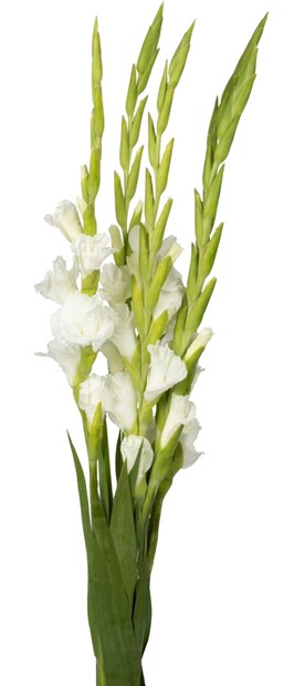 Gladioler