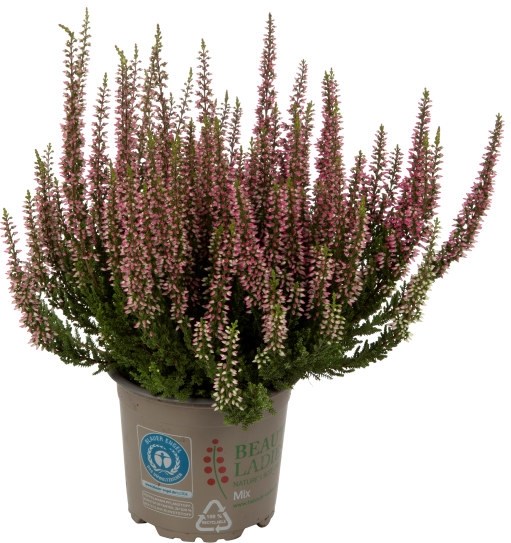 Lyng Calluna
