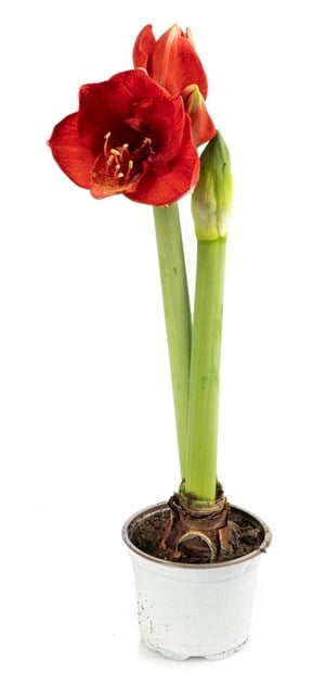 Amaryllis i potte