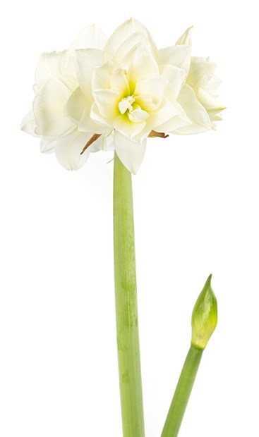 Avskårne amaryllis
