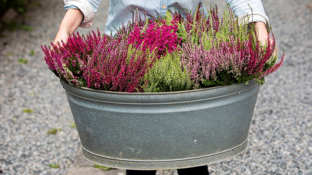 Calluna Lyng