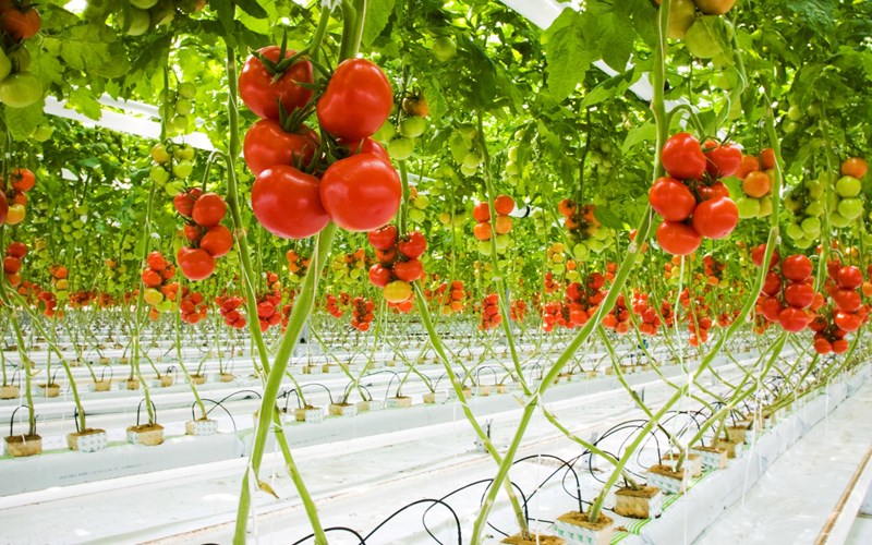 Satser på mer norsk veksthusproduksjon