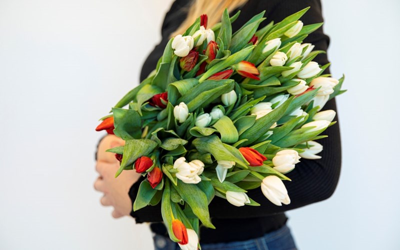 Derfor er tulipaner så populære