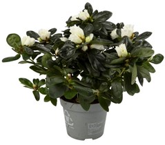 Azalea