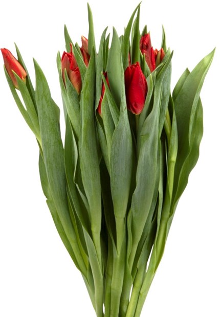 Tulipaner