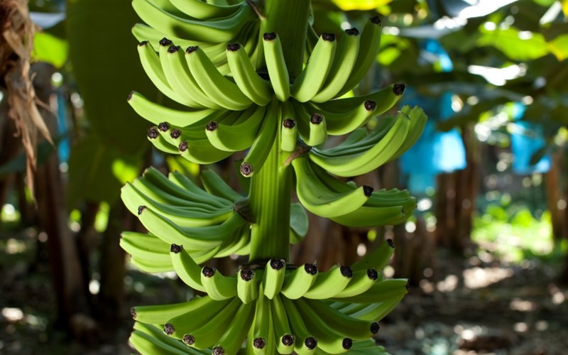 Slik produseres BAMA-bananer   