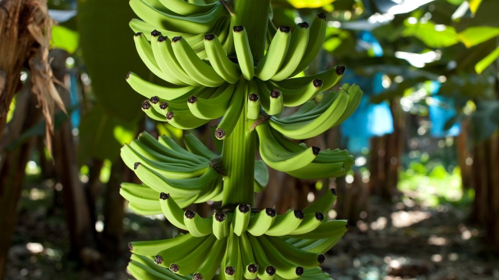 Slik produseres BAMA-bananer