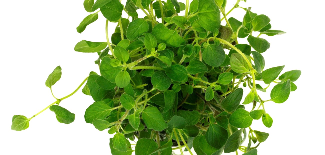 Slik tilbereder og bruker du oregano