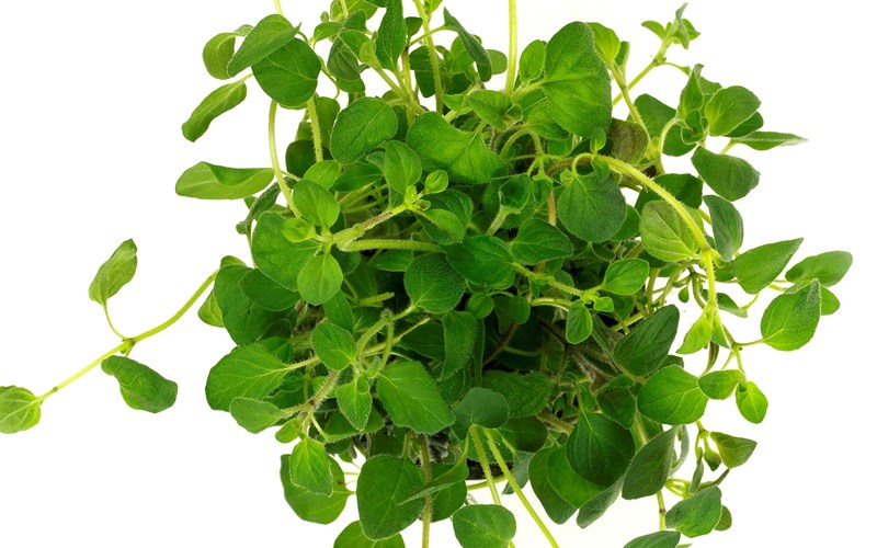 Slik tilbereder og bruker du oregano