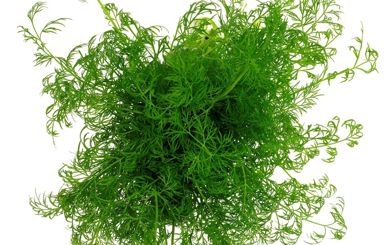 Slik tilbereder og bruker du dill