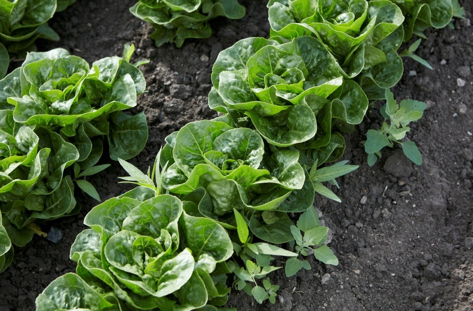 Slik blir sommerværet i salatåkeren