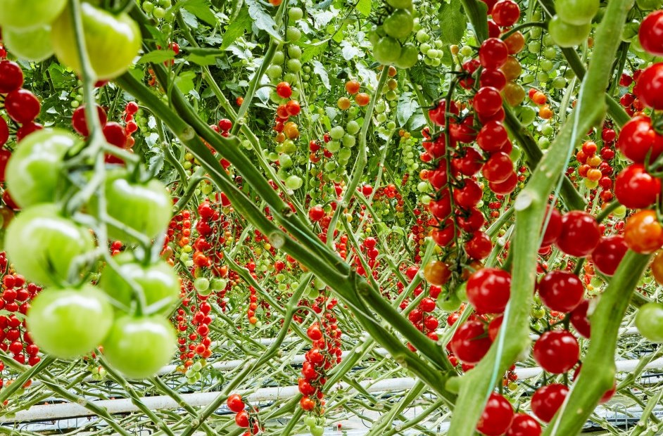 Nyt norske produkter