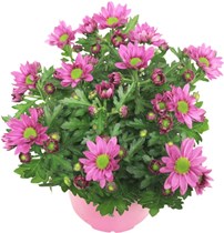 Krysantemum