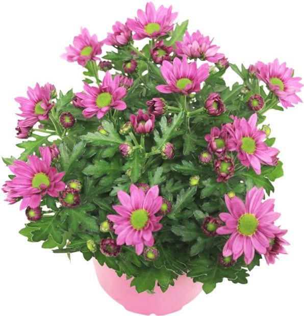 Krysantemum