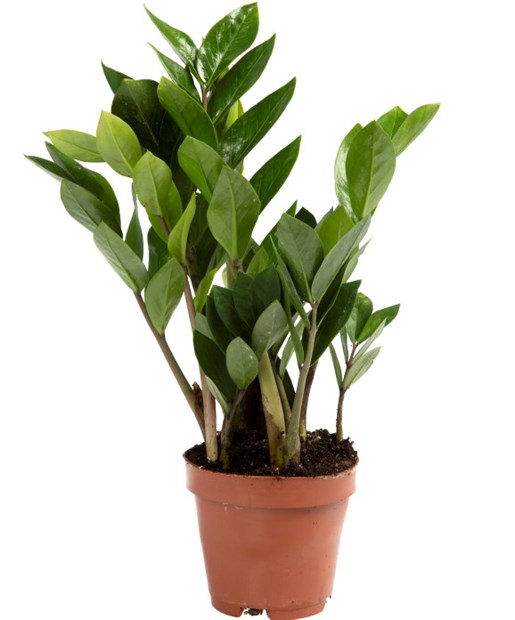 Zamioculcas 