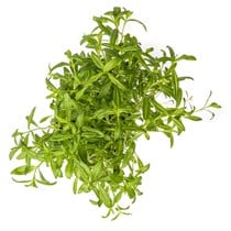 Estragon