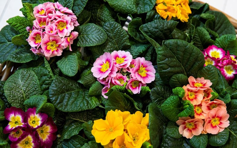 Gi det nye året en fargerik start