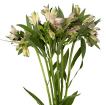 Alstroemeria