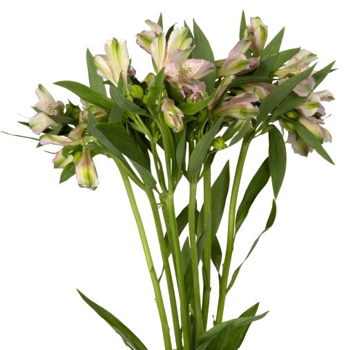 Alstroemeria