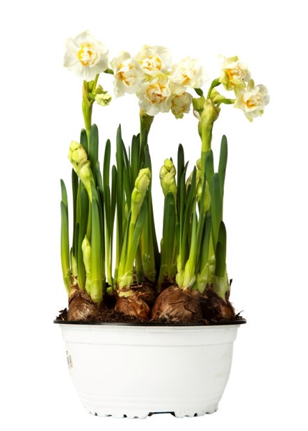 Påskeliljen Bridal crown