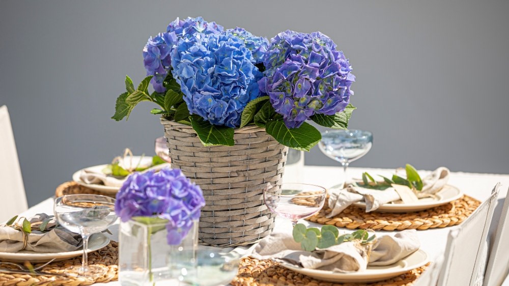 Slik lykkes du med hortensia